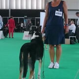 Free stack op de World Dog Show 2018