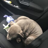 Klein pup lekker slapen