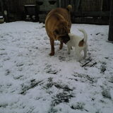 Foto van Dees & dogs
