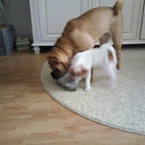 Foto van Dees & dogs