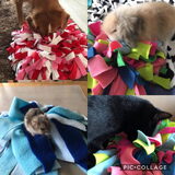 Foto van Sigrid, Sandy, Diva & Nala