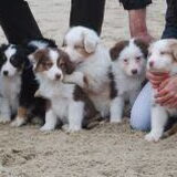het hele nestje 7,5 week
