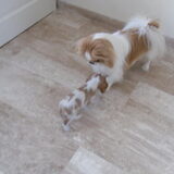 balou met tyco
