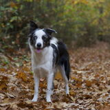 Foto van Angelique; Bruno, Charlie & Fenna