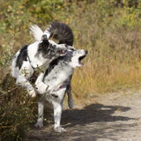 Foto van Angelique; Bruno, Charlie & Fenna