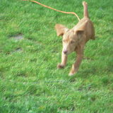 Foto van Roos en Cooper