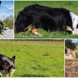 Foto van Triggered by the herd