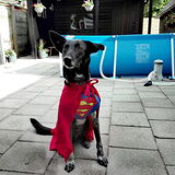 Morris als superman voor de avondvierdaagse. Niet zijn meest charmante…