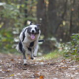 Foto van Angelique; Bruno, Charlie & Fenna
