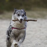 Foto van Angelique; Bruno, Charlie & Fenna