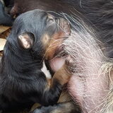Foto van Dutchshepherdteam