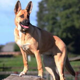 Lucy 8mnd. Honden boerderij in Holten