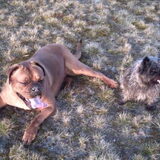 Gipsy en Gizmo.