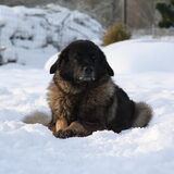 Gaia geniet van de sneeuw