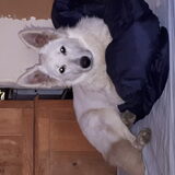 Shani onze Zwitserse witte herder teef. Prachtig karakter????