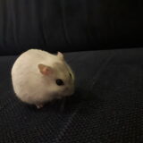 Foto van May