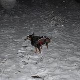Balou, genieten.