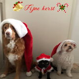 Foto van Sigrid, Sandy, Diva & Nala