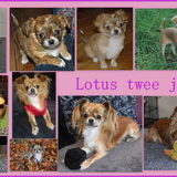 Twee jaar Lotus.