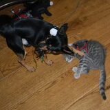 Balou met de kattenhengel.