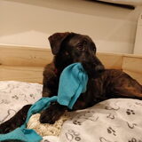 Tiggy in haar mandje