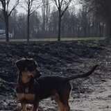 Los in het veld.