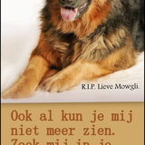 Twee jaar alweer. Mowgli mijn allerliefste hondenmeisje, ik heb niet…