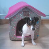 Foto van Kaatje en Hailey (Speedy† Tessa†)