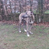 Foto van Renée met Troy