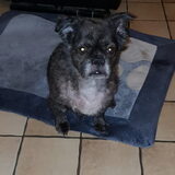 Foto boomer ik moet in de gaten houden wat bazinneke aan het eten is…