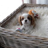 kleine tyco
