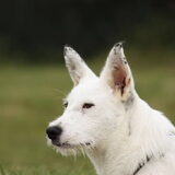 Foto van Lisa; Bobbie, Bentley & Lilly