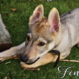 Fenrir