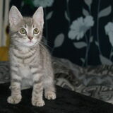 Kitten Nemo.
