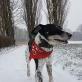 Foto van Ellen, vrouwtje van Noortje