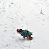 Lotus heeft niets met sneeuw.