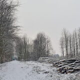 Helaas word het bos grotendeels gekapt i.v.b. essenziekte.