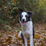 Foto van Angelique; Bruno, Charlie & Fenna