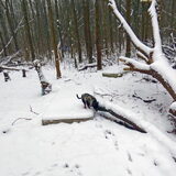 Balou in de sneeuw.