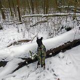 Balou in de sneeuw.