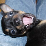 Pup Balou
