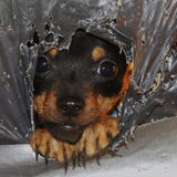 Schattig.