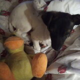 Foto van Coby & Wanda en Mathilde