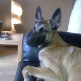 Foto van jay