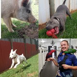 Foto van Dutchshepherdteam