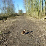 Wat hebben ze met mijn bos gedaan?