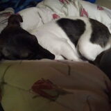 Foto van Coby & Wanda en Mathilde