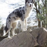 Foto van Angelique; Bruno, Charlie & Fenna