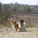 Foto van Lisa; Bobbie, Bentley & Lilly