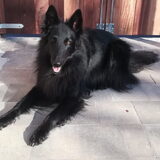 Foto van Sas en haar honden